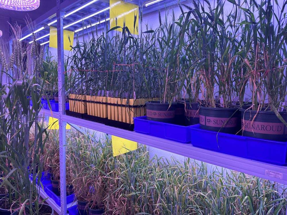 青海初步建成青藏高原生物种质资源库 为生物育种筑牢“高原基因基石”